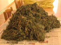 marihuana narkotyk