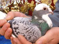 gołąb