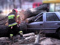 strażak drzewo auto