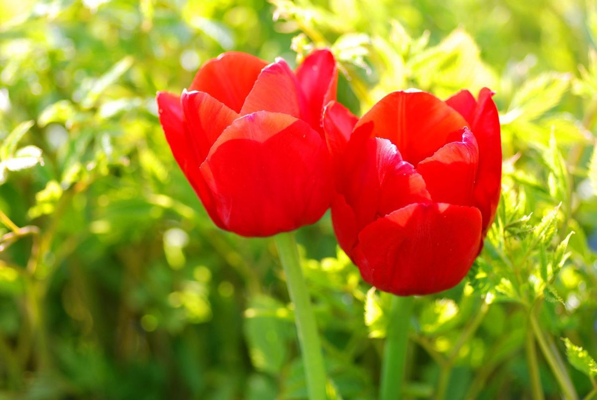 tulipan