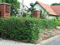 żywopłot ul. tulipanowa