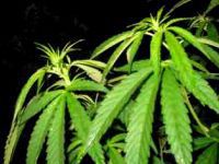 liść marihuana narkotyk