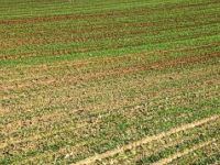 Field
