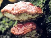 reishi lakownica żółtawa grzyb alergia