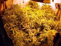 Marihuana