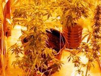 Marihuana