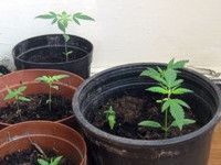 donica marihuana