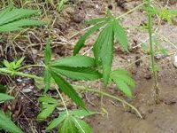 Marihuana