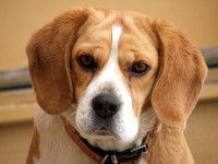 beagle pies