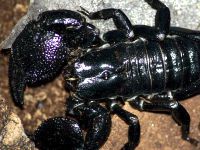 skorpion cesarski