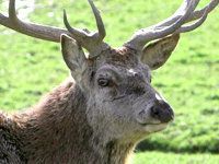 jeleń