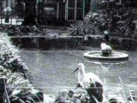 zoo bocian