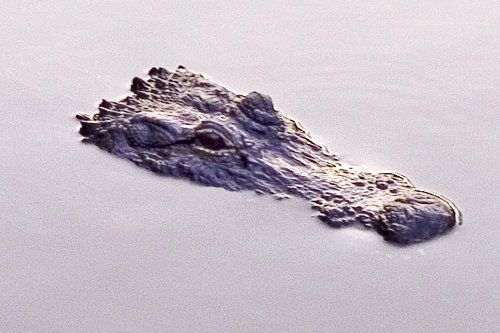 aligator