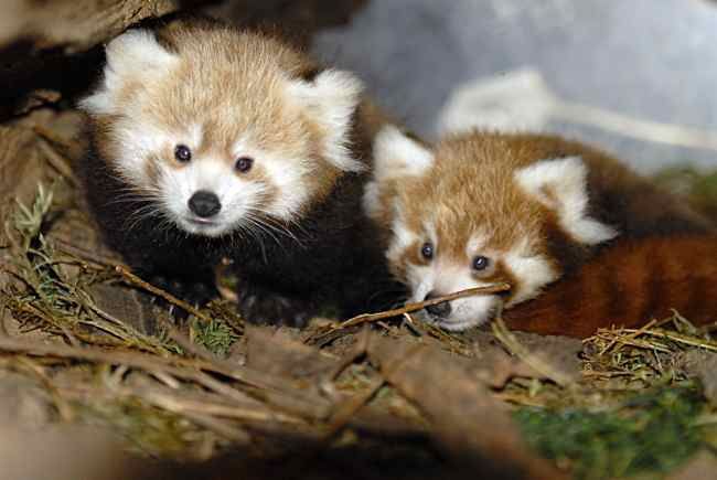Panda czerwona