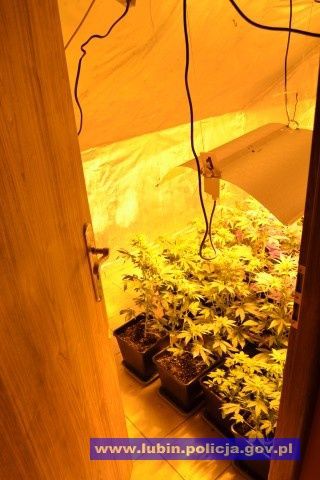 Marihuana