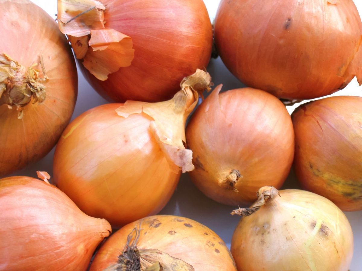 cebula