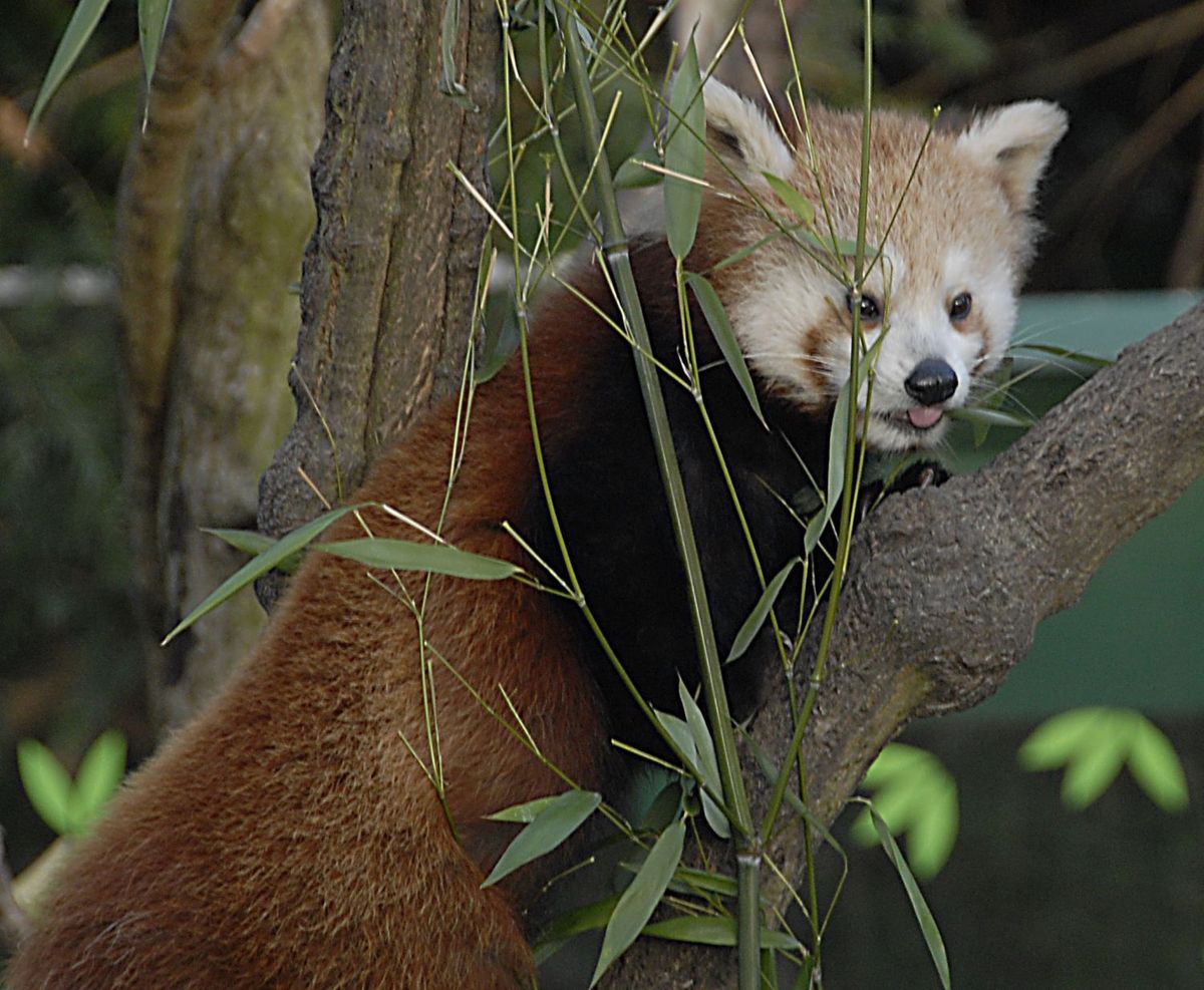 panda