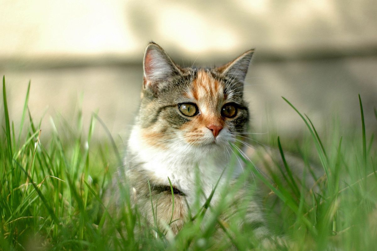 Kot