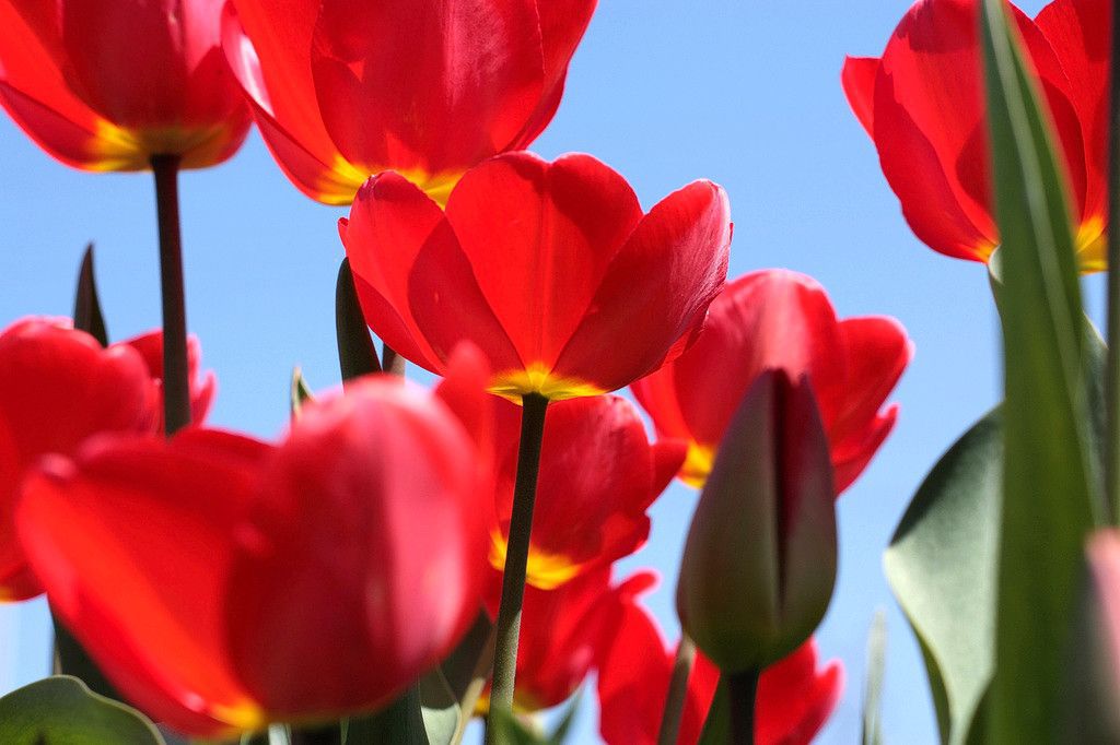 Tulipany