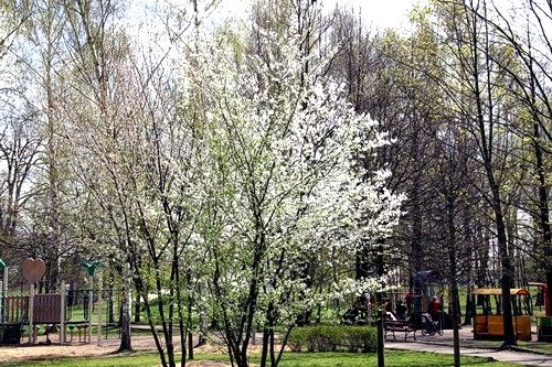 Park
