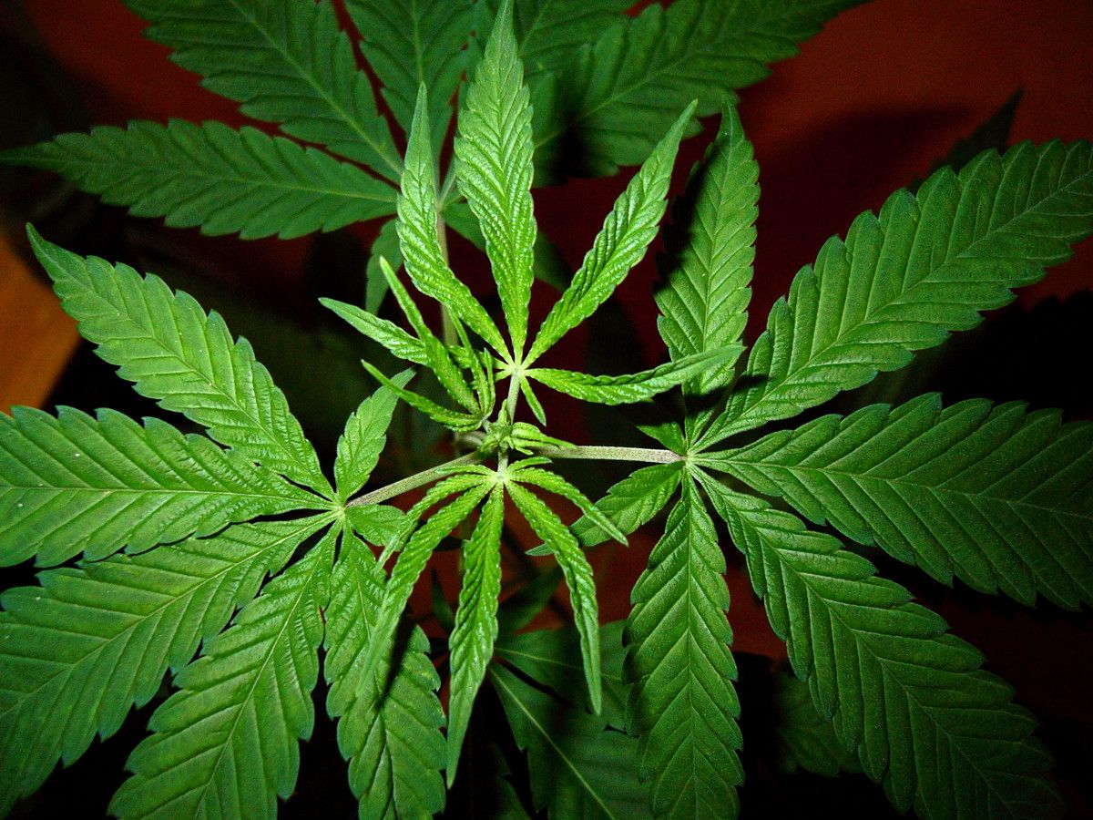 Marihuana