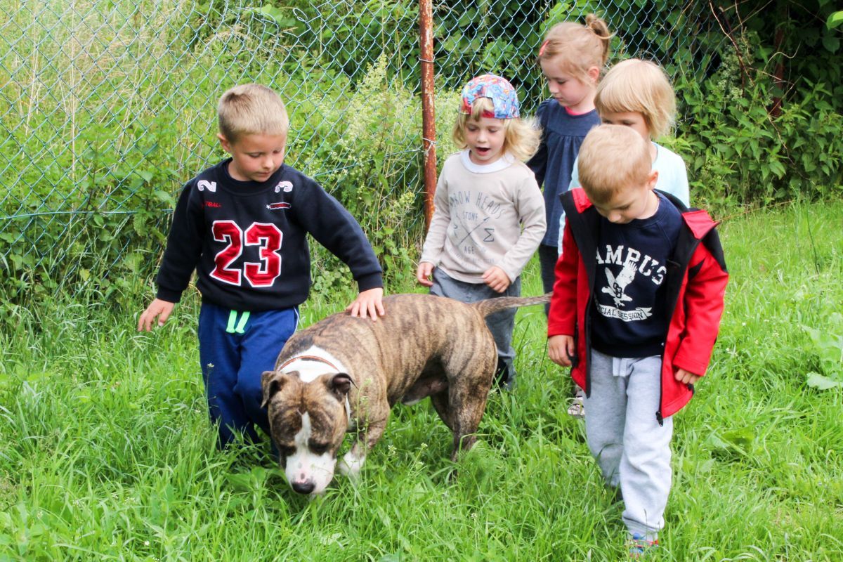 amstaff