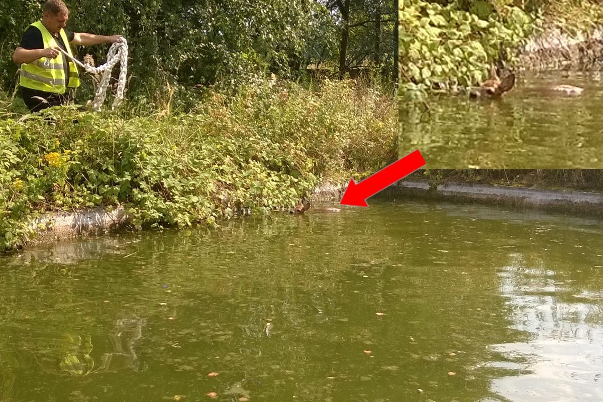 sarenka warta bolesławiecka osp