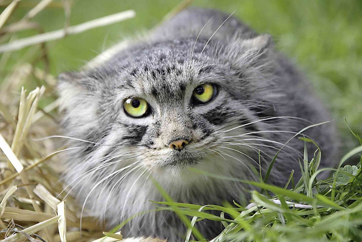 Manul
