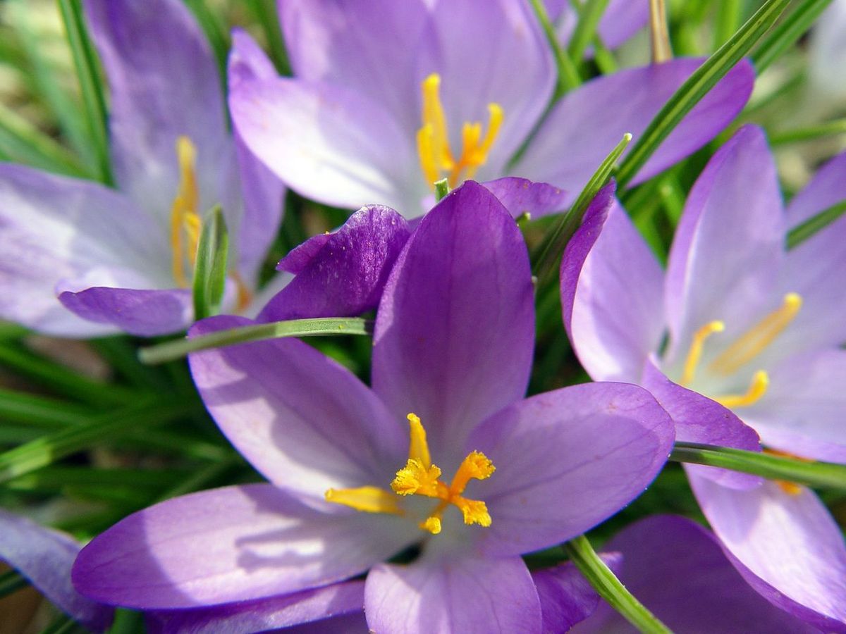 Krokus
