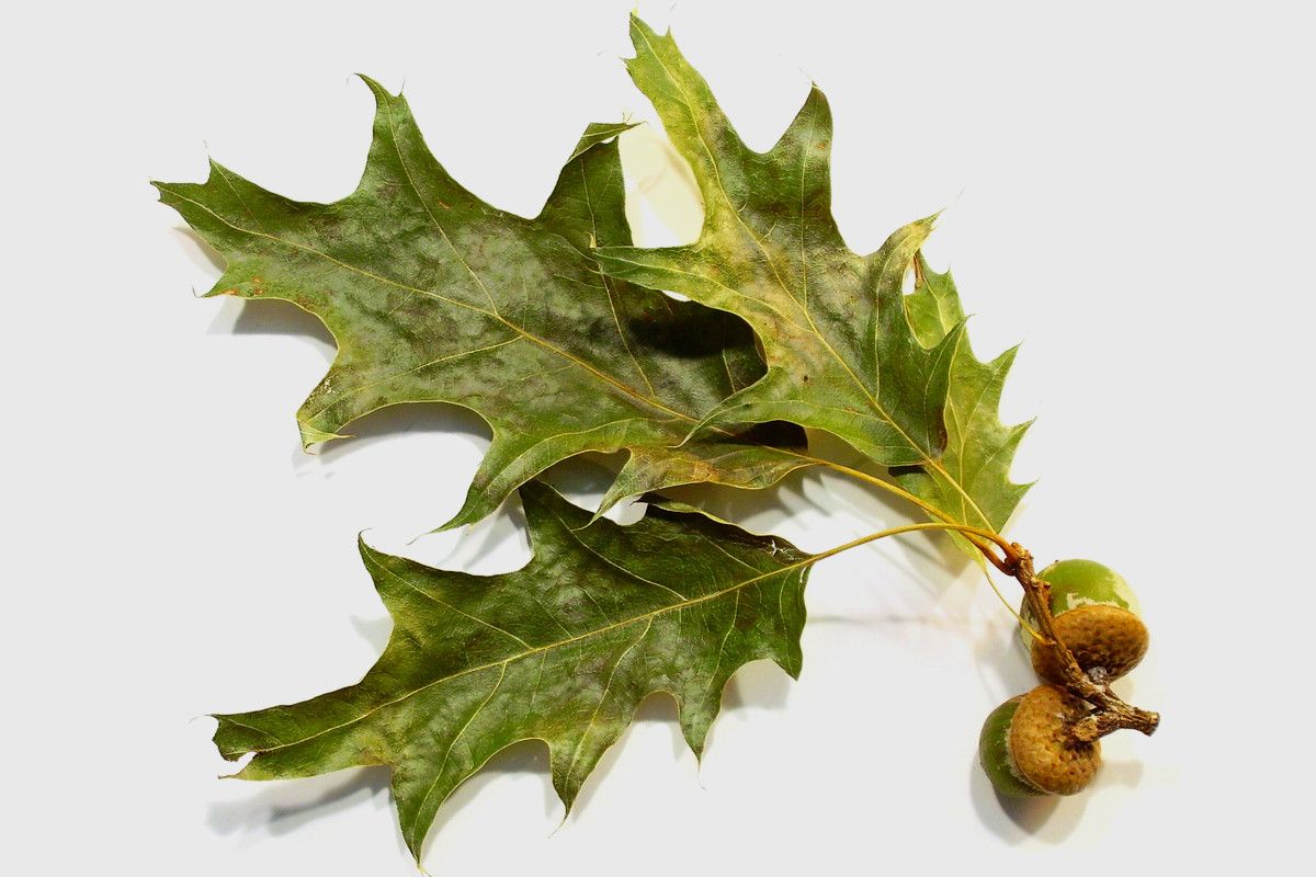 Żołędź