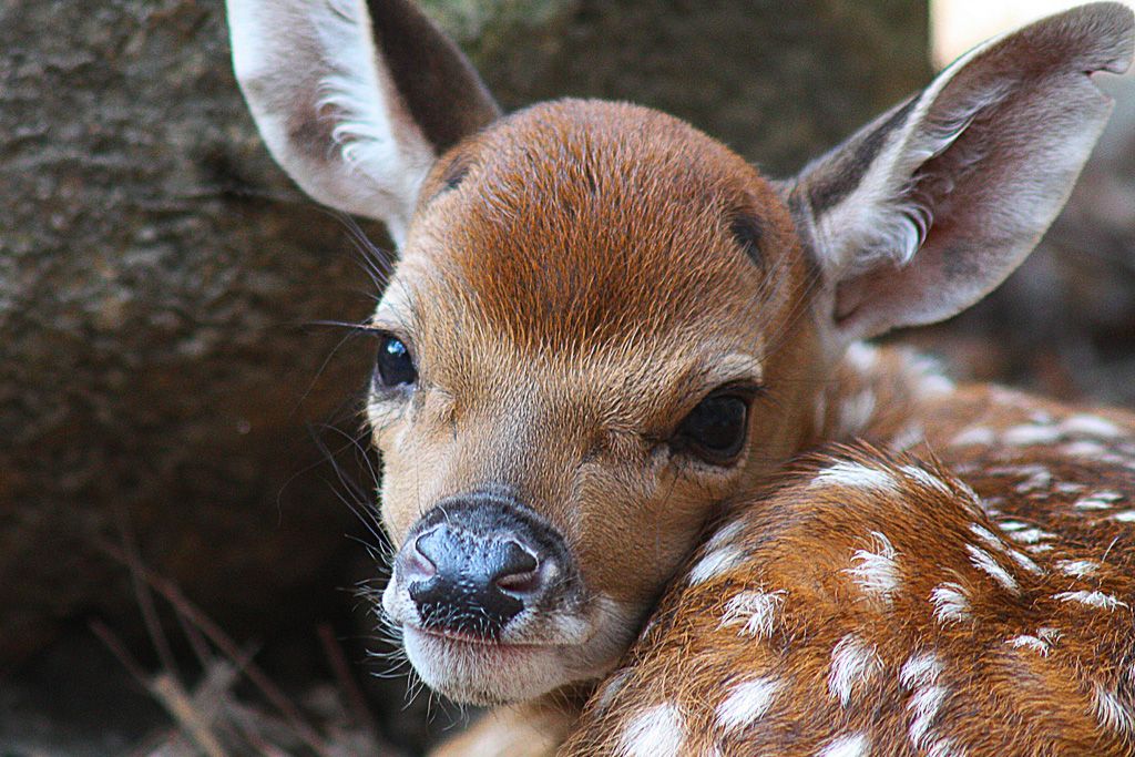 sika