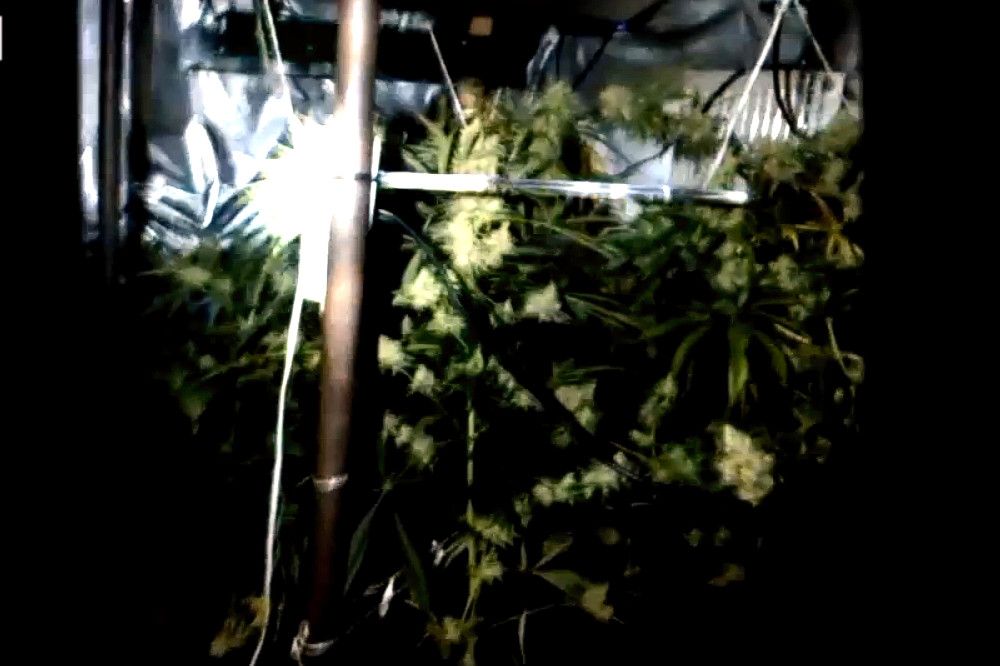 Marihuana