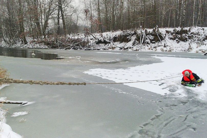łabędź
