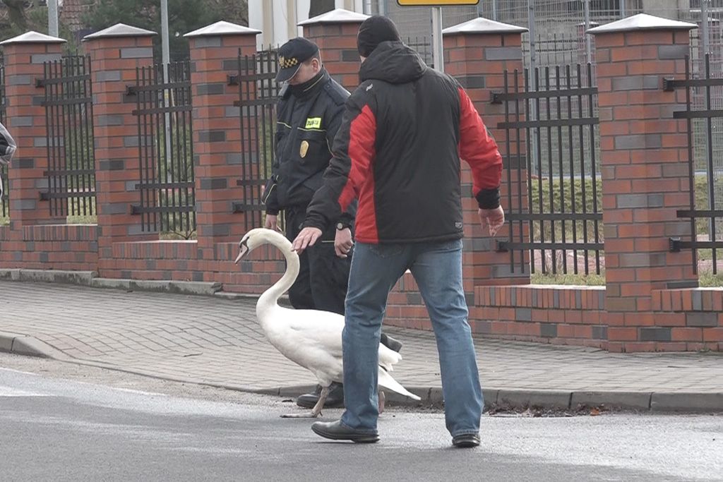 łabędź