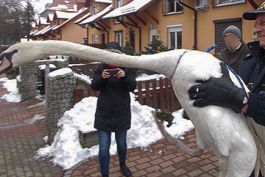 Łabędź