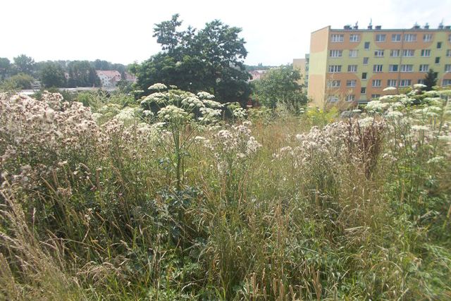barszcz sosnowskiego