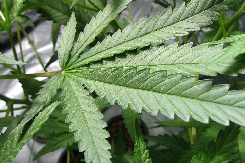 Marihuana