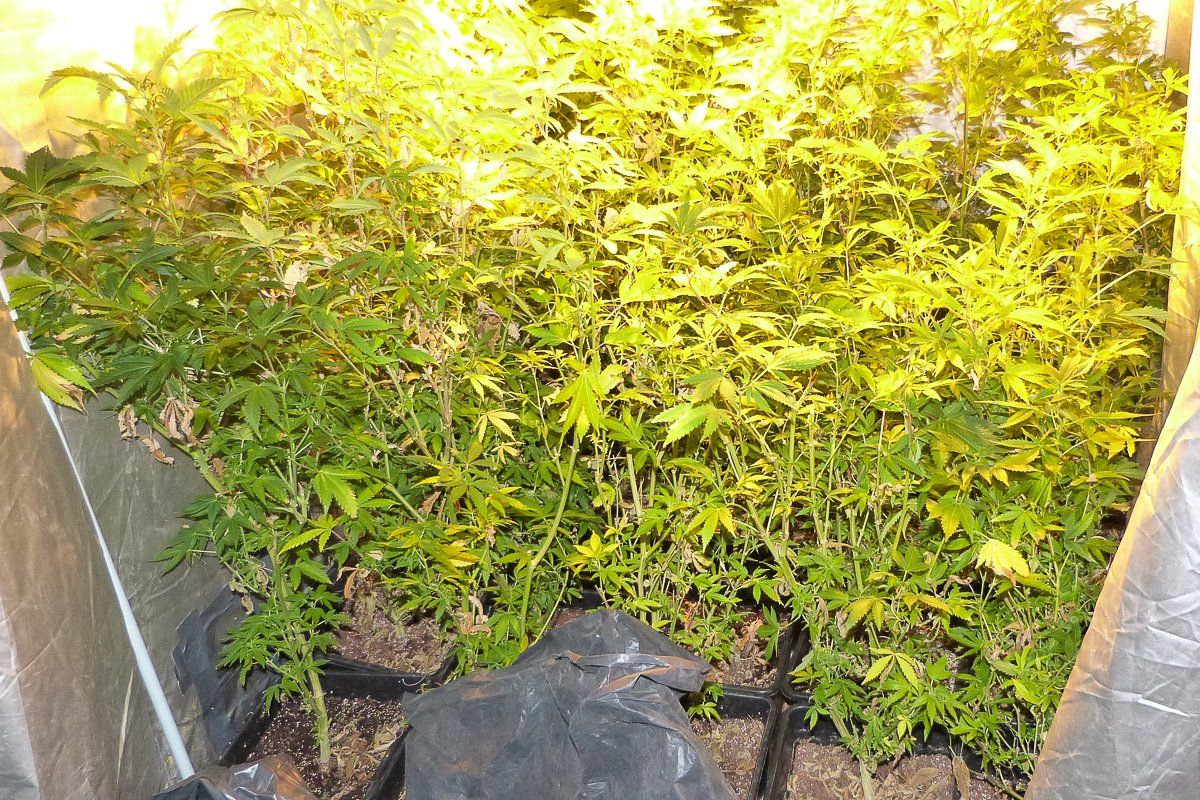 marihuana