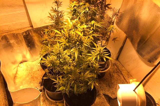 marihuana