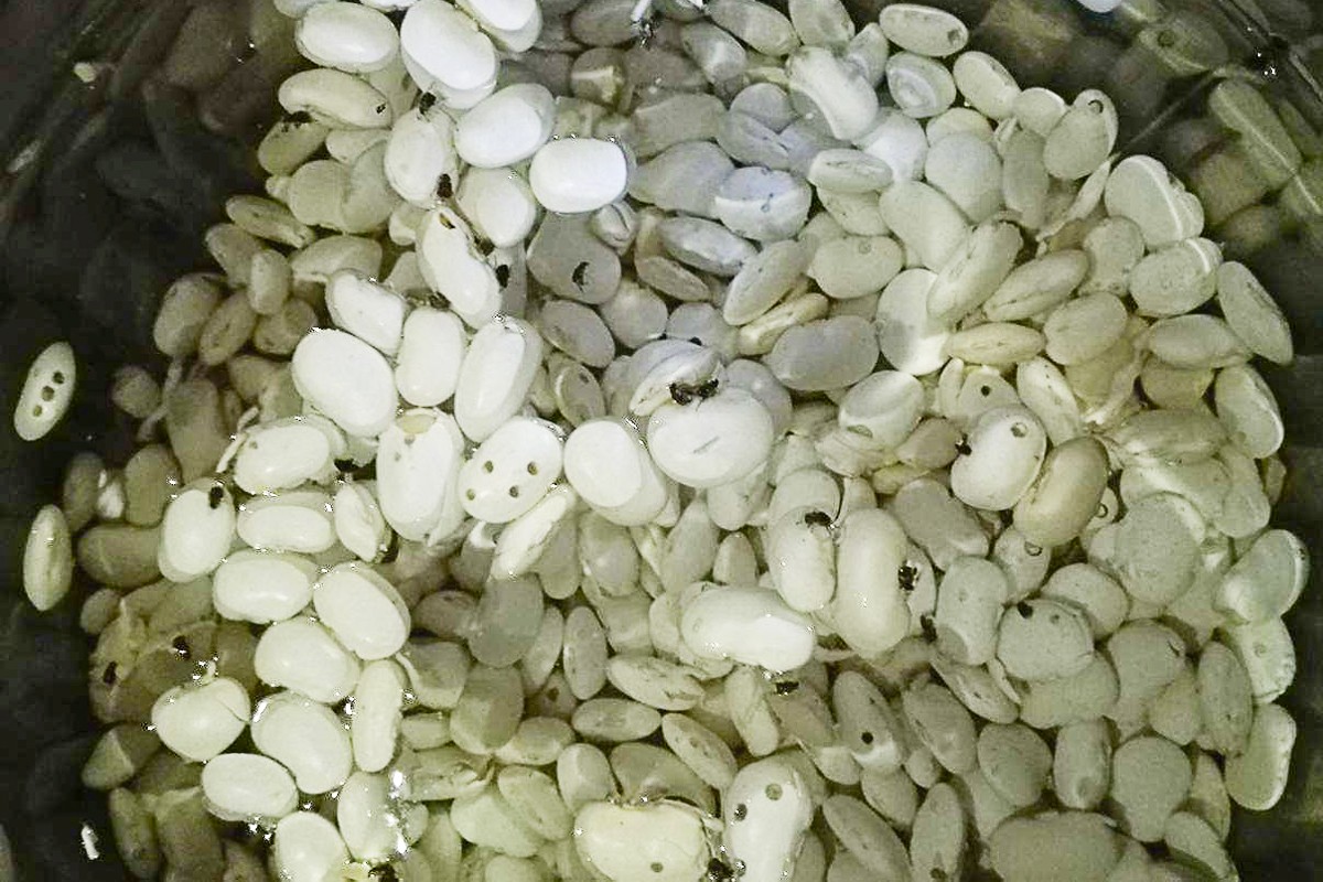 fasola