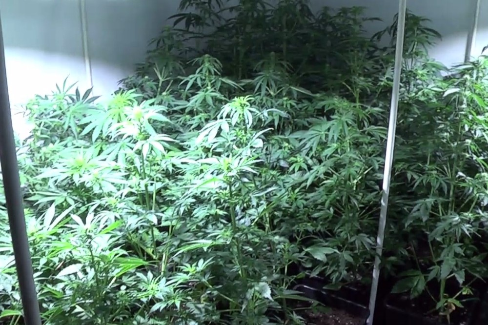 marihuana