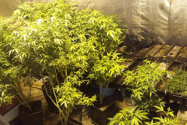 marihuana