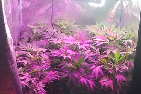 marihuana