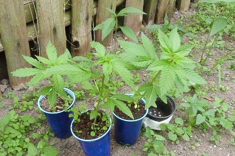 marihuana