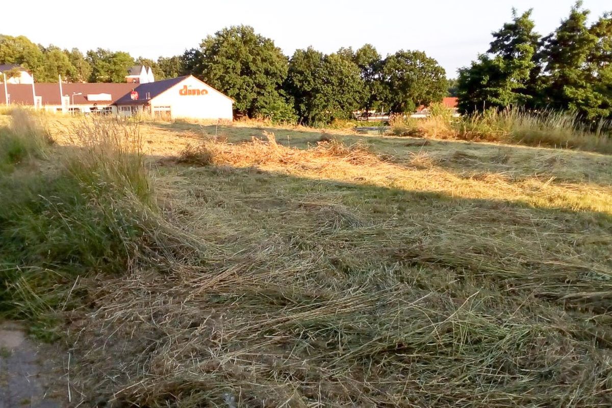 chaszcze