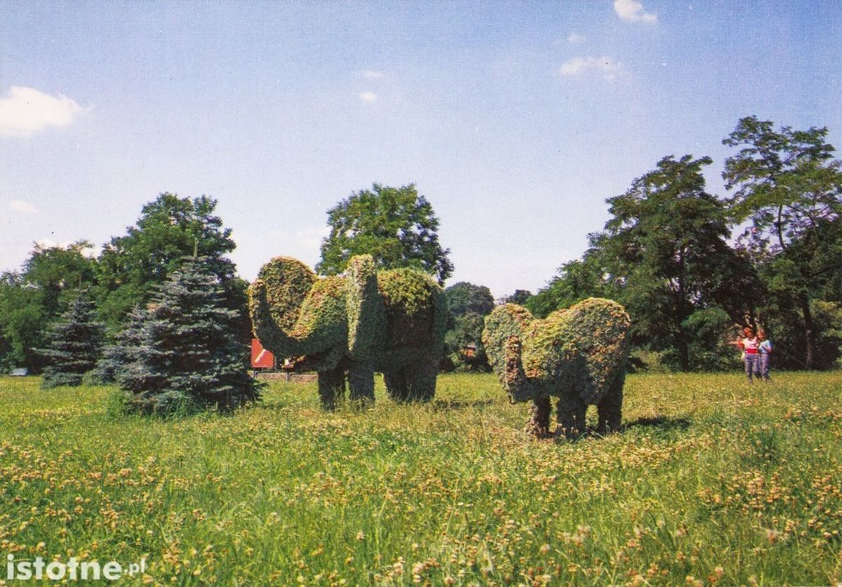 słonie rośliny
