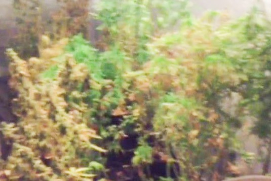 marihuana