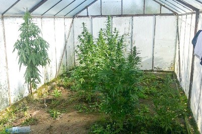 marihuana