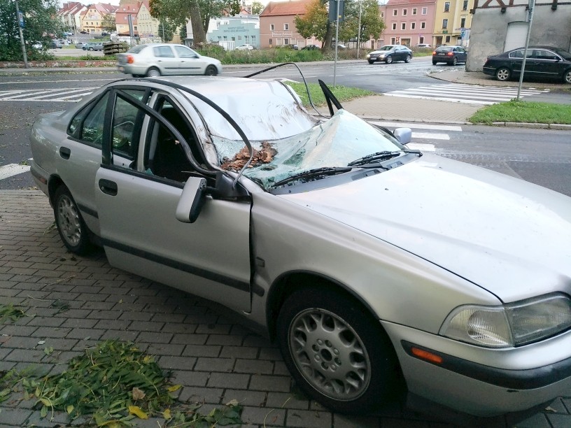 wichura  drzewo  łokietka