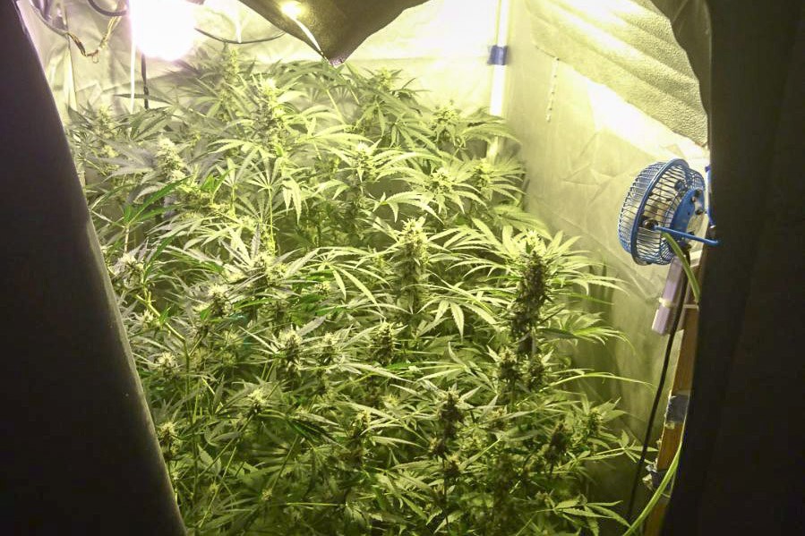 marihuana
